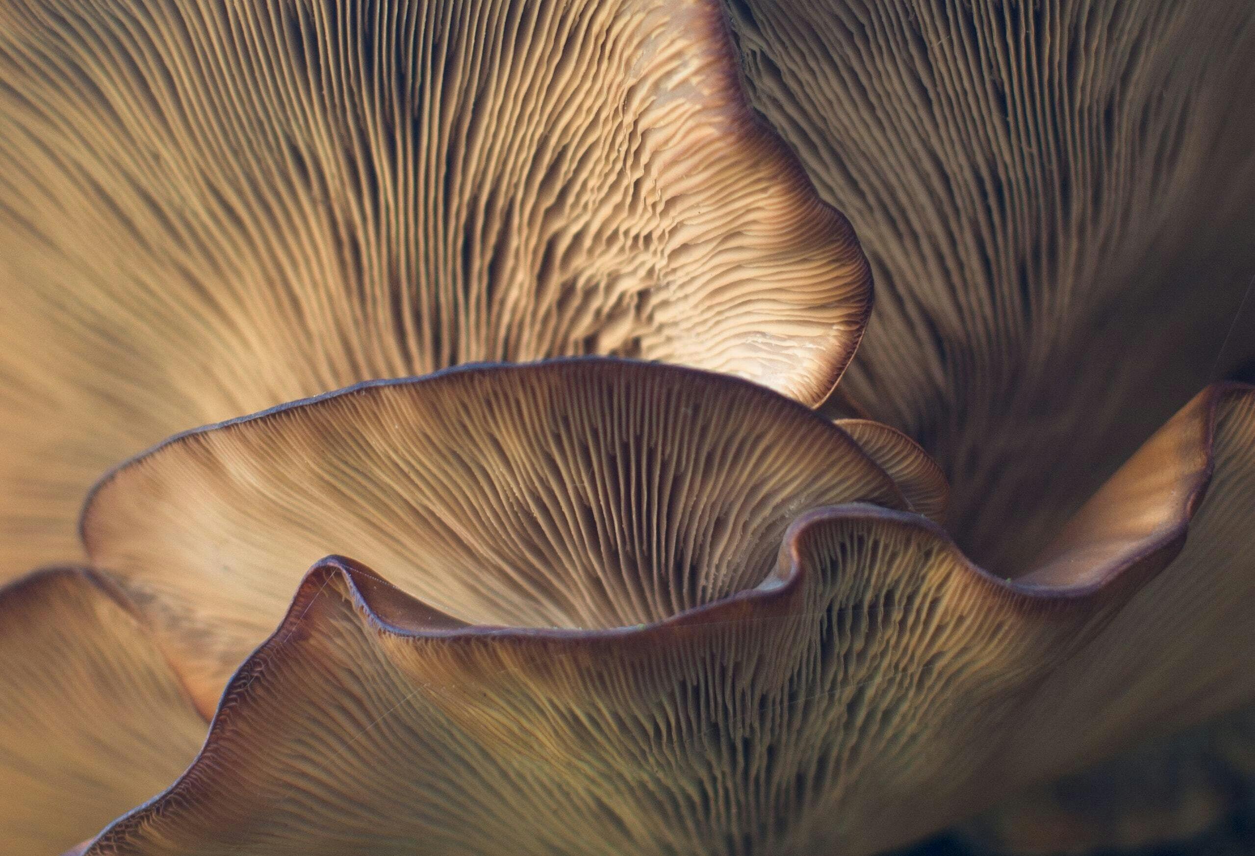 Abstract close-up of mushrooms