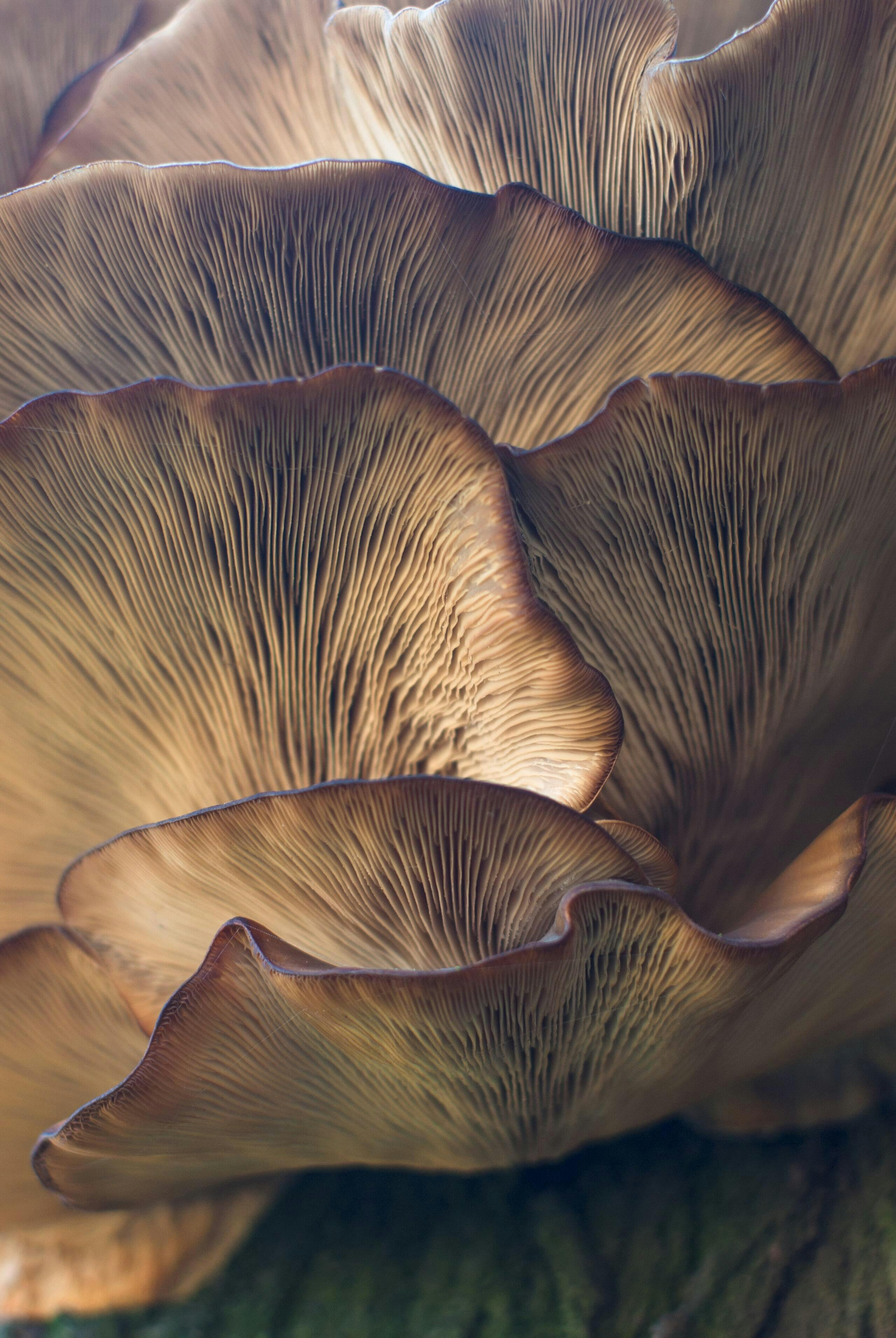 Highline Mushrooms Case Study.jpg