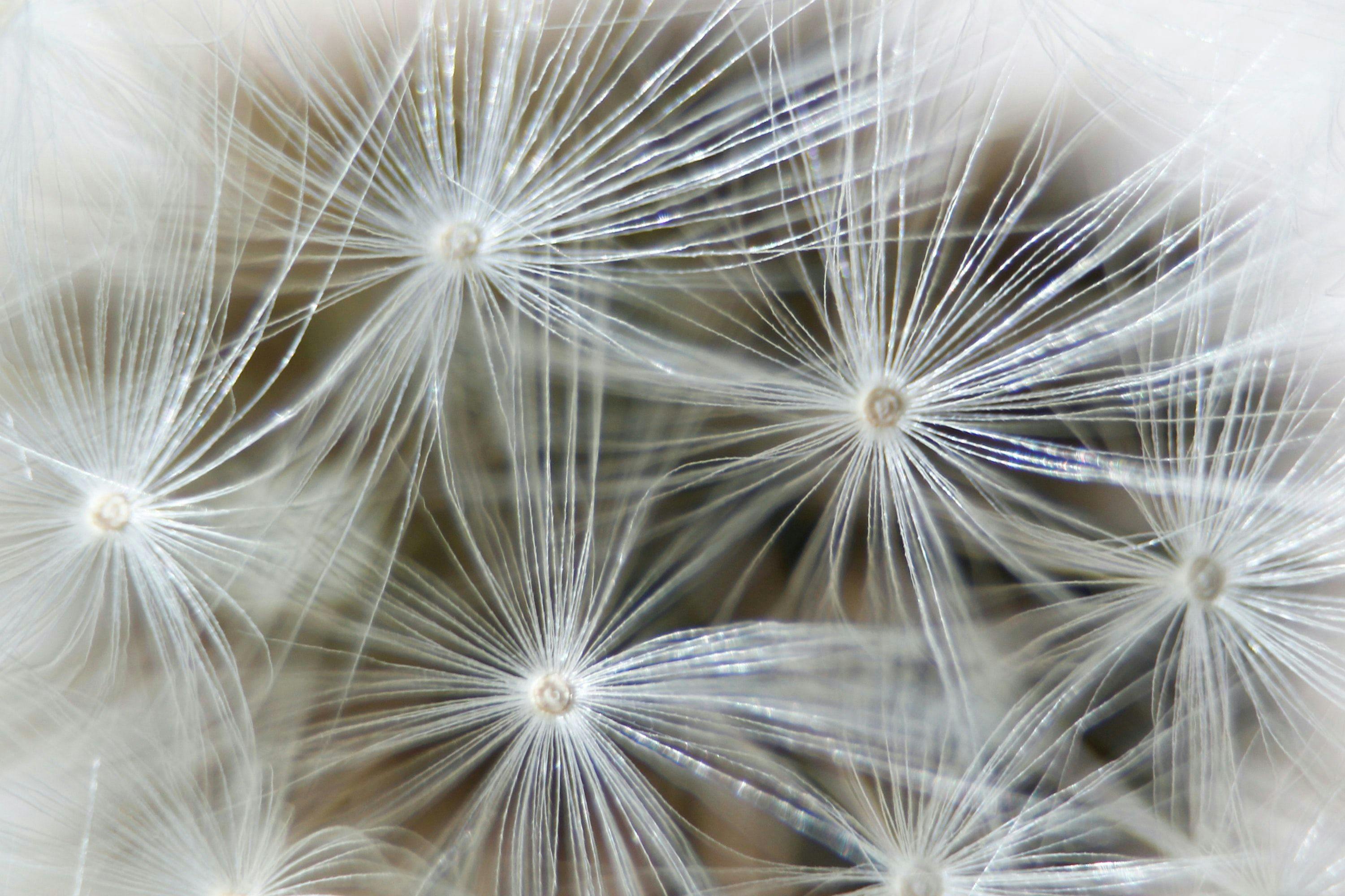 Dandelion seed heads close up